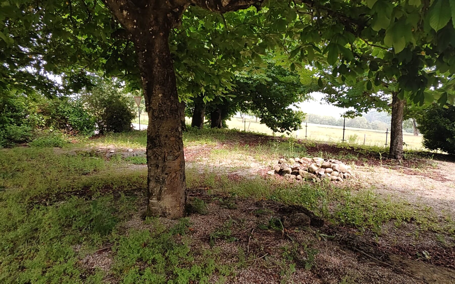Außenanlage und Baumbestand vor der Sanierung